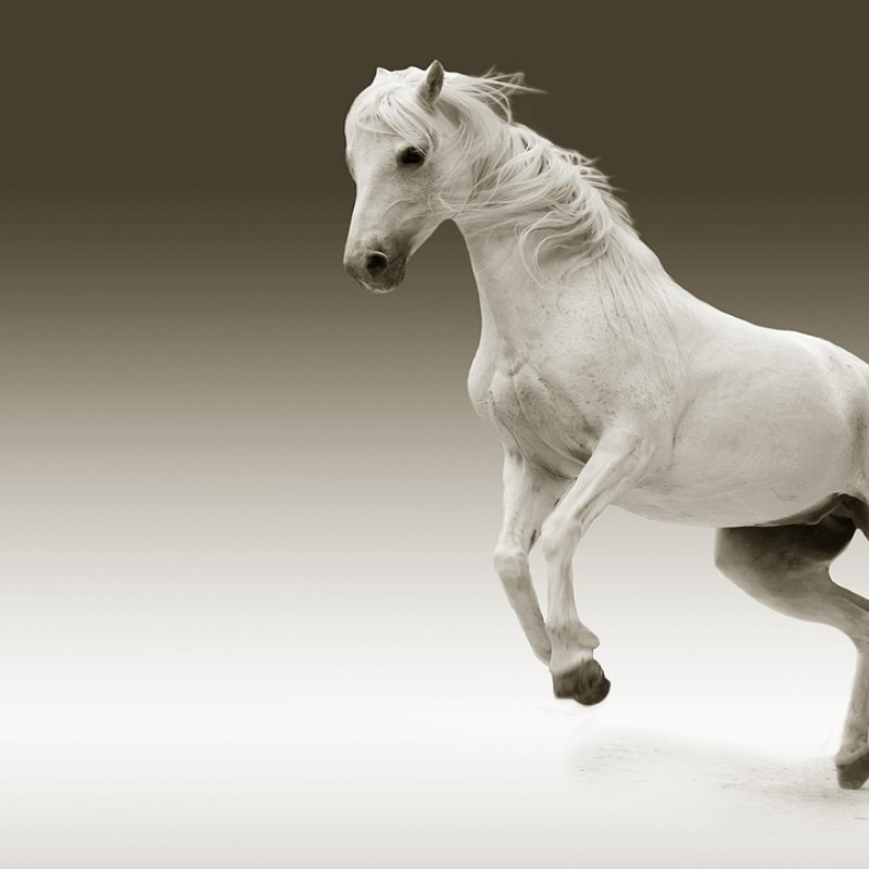 animal-assisted therapy with horse